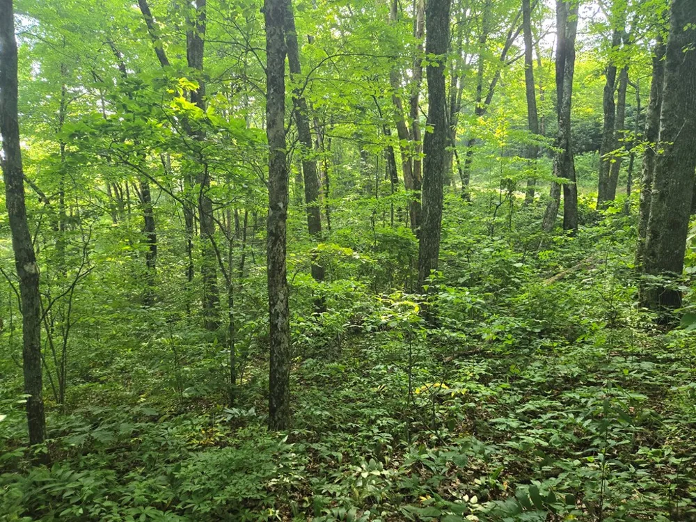 Greenspire Road Sylva, NC 28779