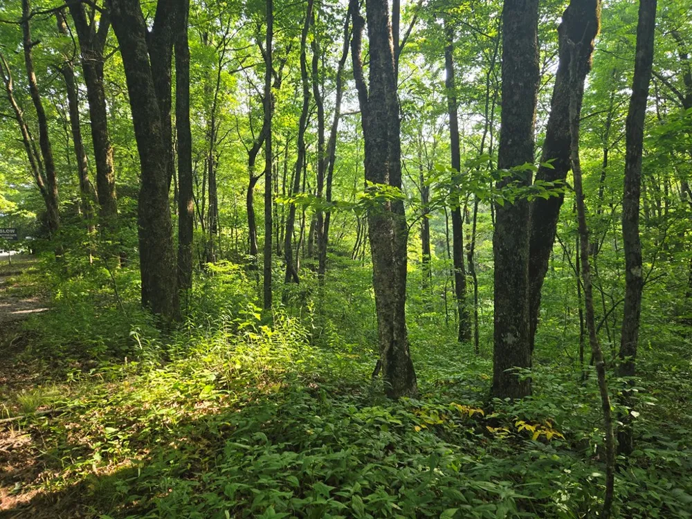 Greenspire Road Sylva, NC 28779