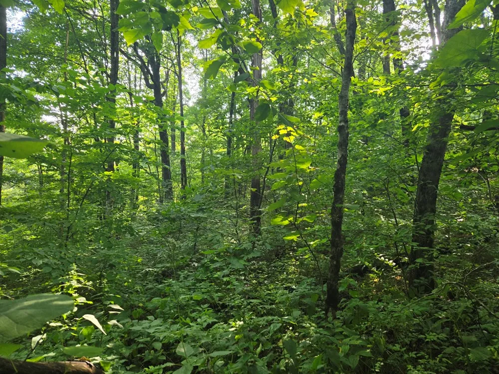 Greenspire Road Sylva, NC 28779