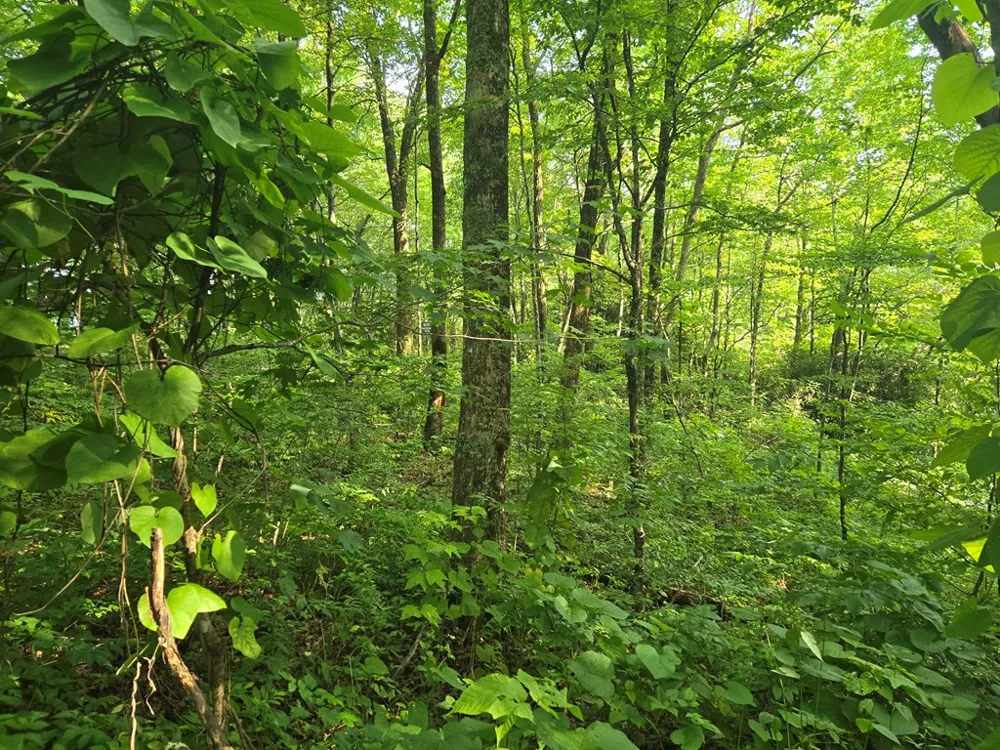 Greenspire Road Sylva, NC 28779