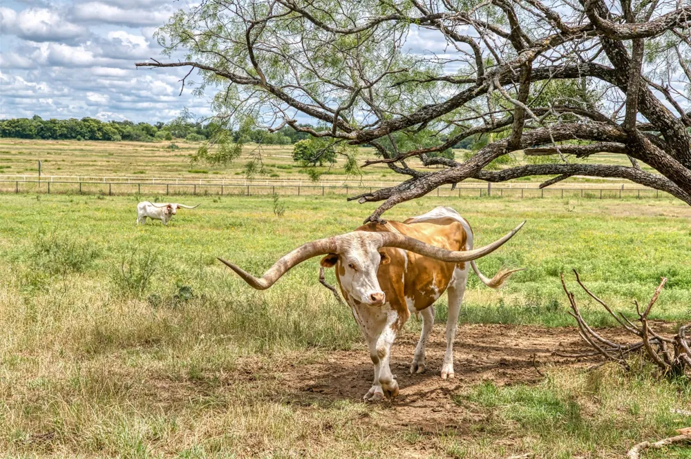 1000 Cool Ranch Lane Millsap, TX 76066