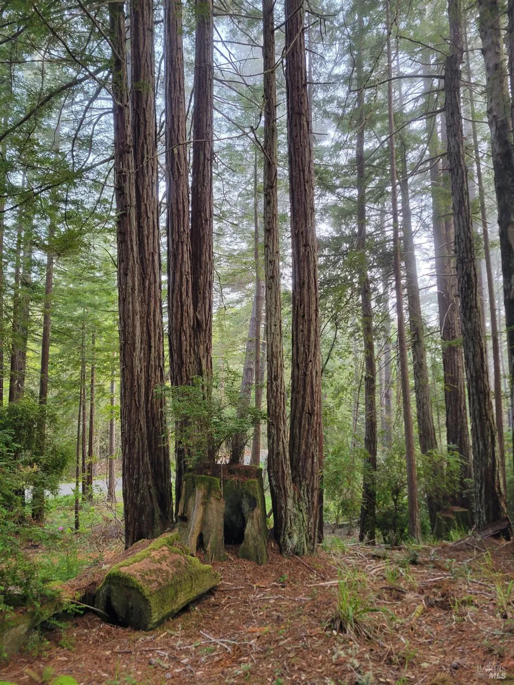 35136 Timber Ridge Road The Sea Ranch, CA 95497