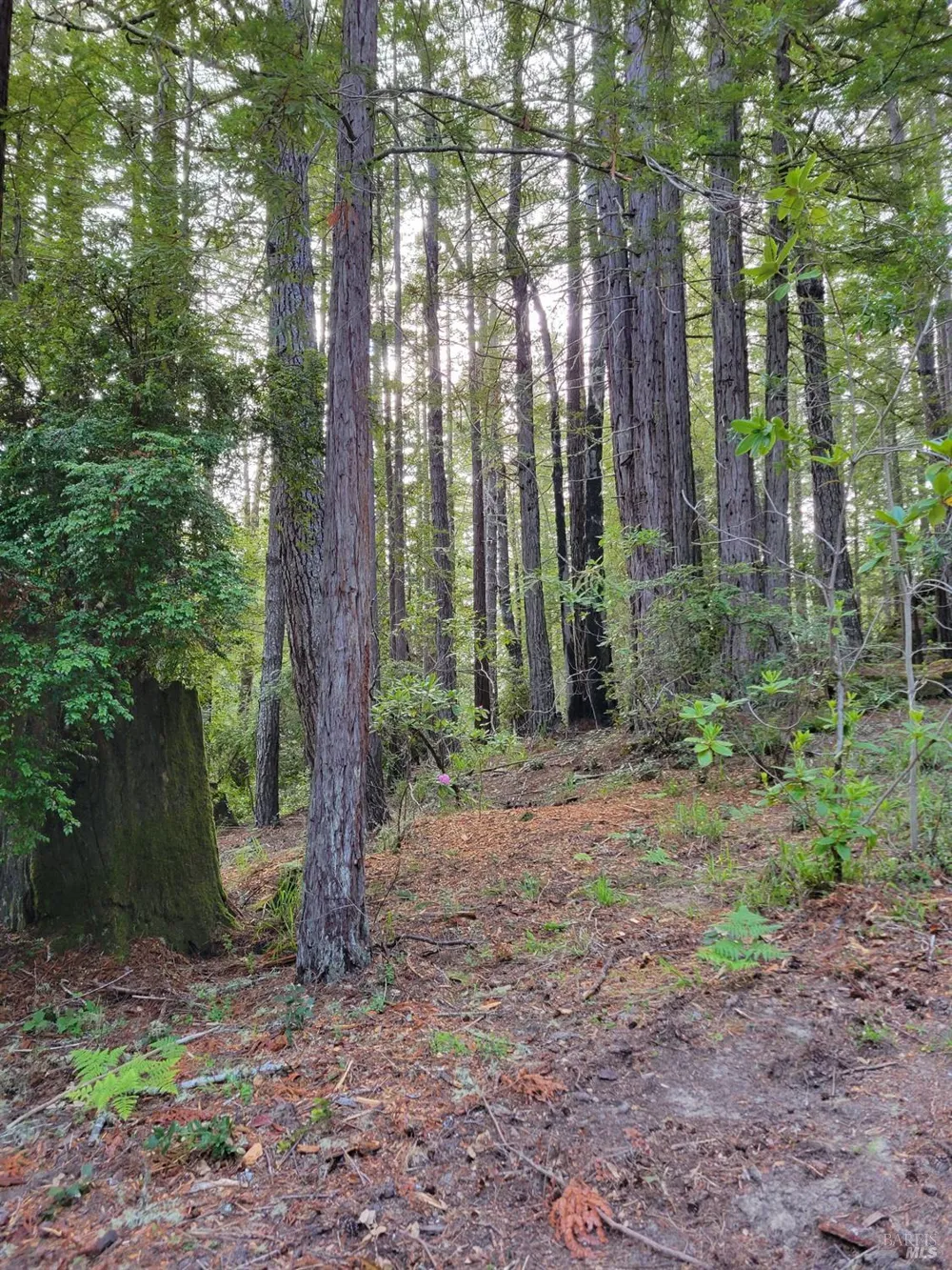35136 Timber Ridge Road The Sea Ranch, CA 95497