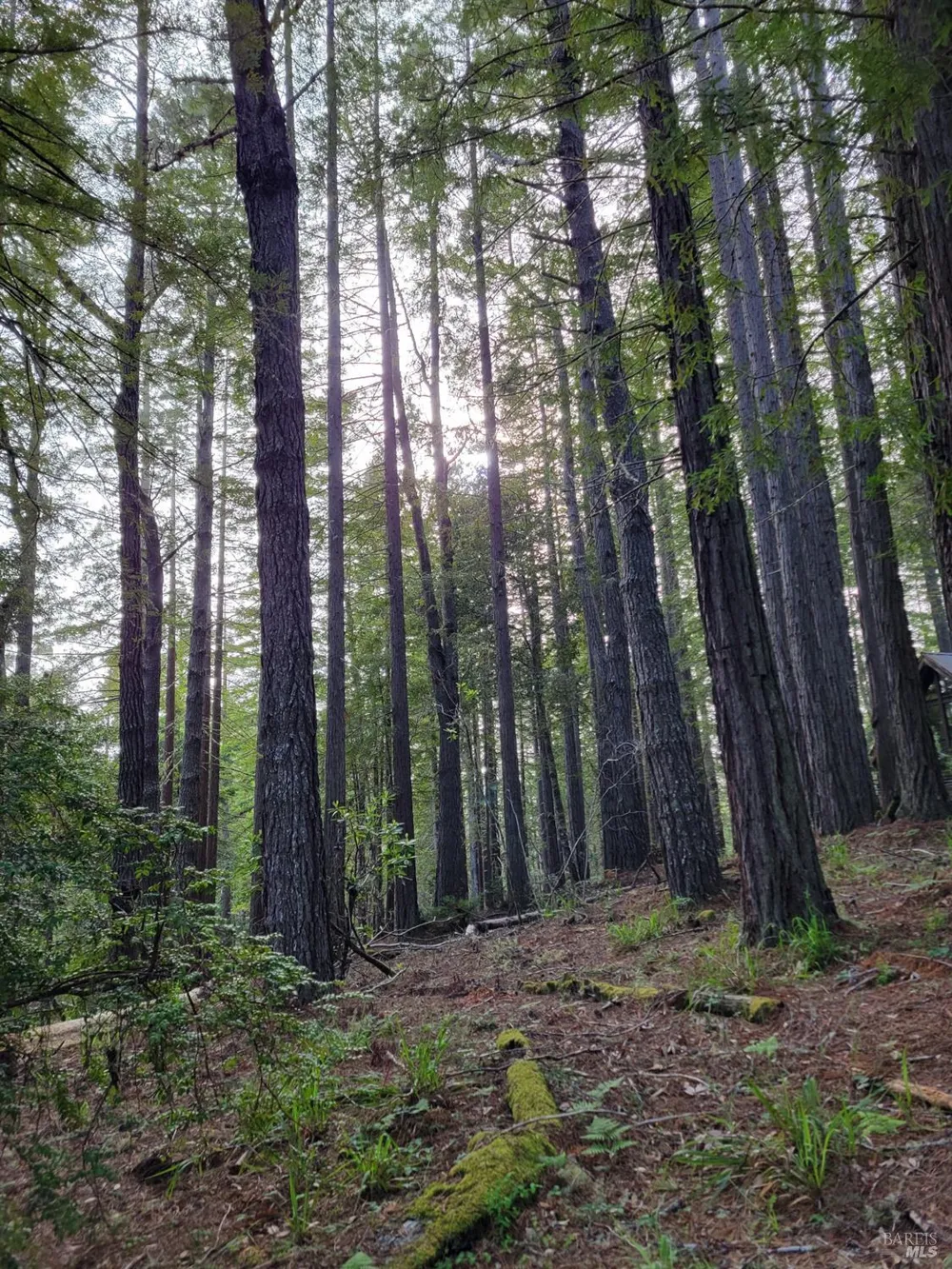 35136 Timber Ridge Road The Sea Ranch, CA 95497