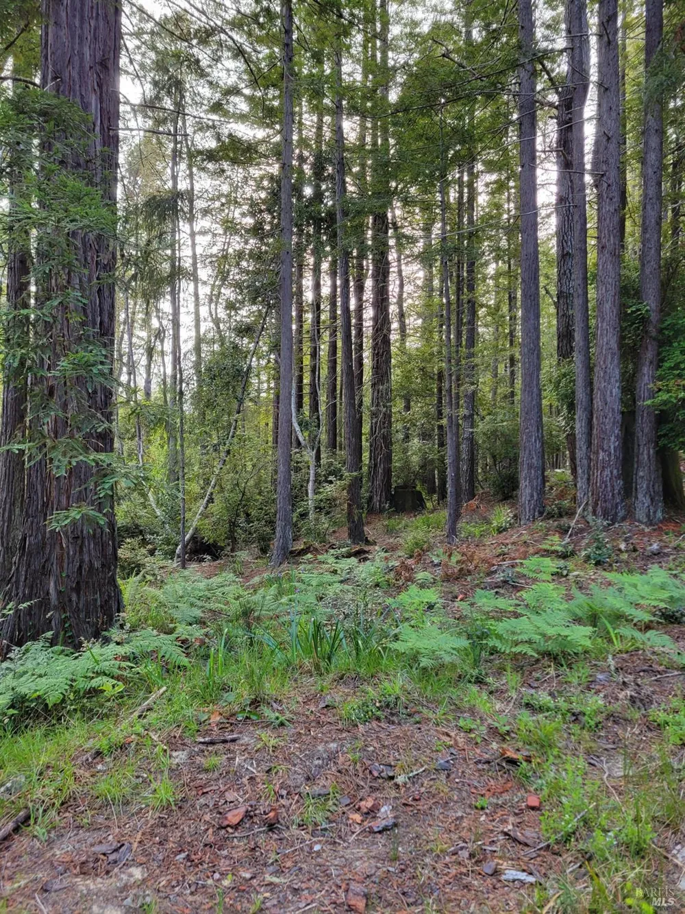 35136 Timber Ridge Road The Sea Ranch, CA 95497