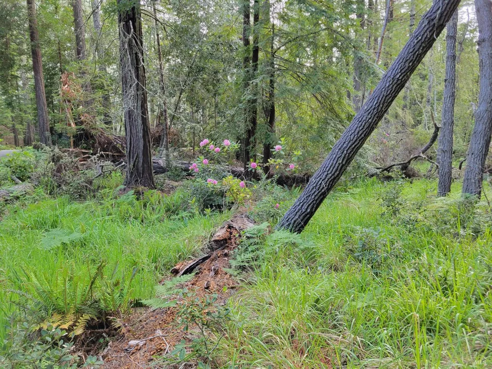 35136 Timber Ridge Road The Sea Ranch, CA 95497