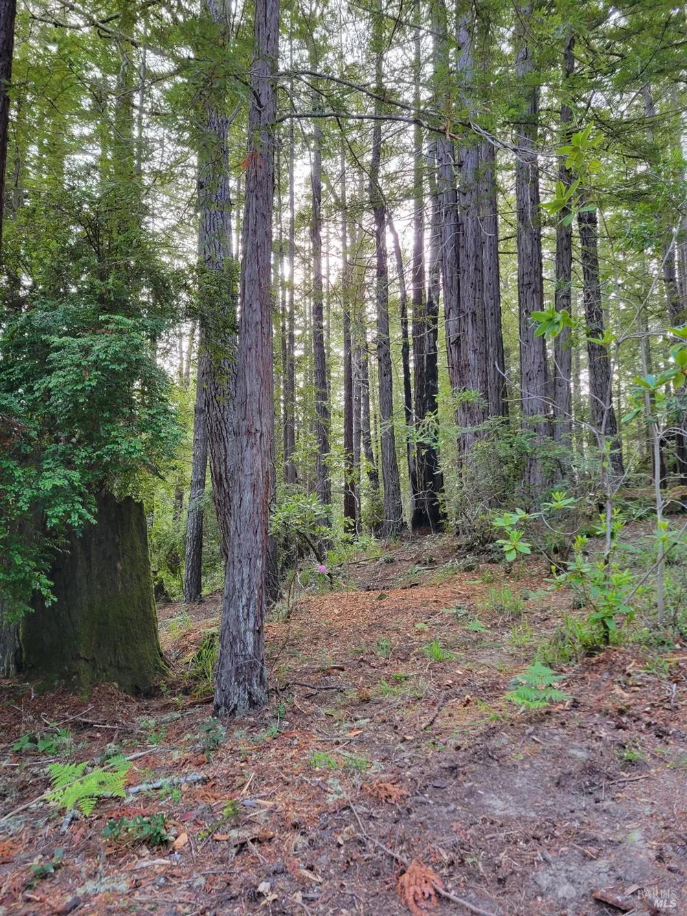 35136 Timber Ridge Road The Sea Ranch, CA 95497