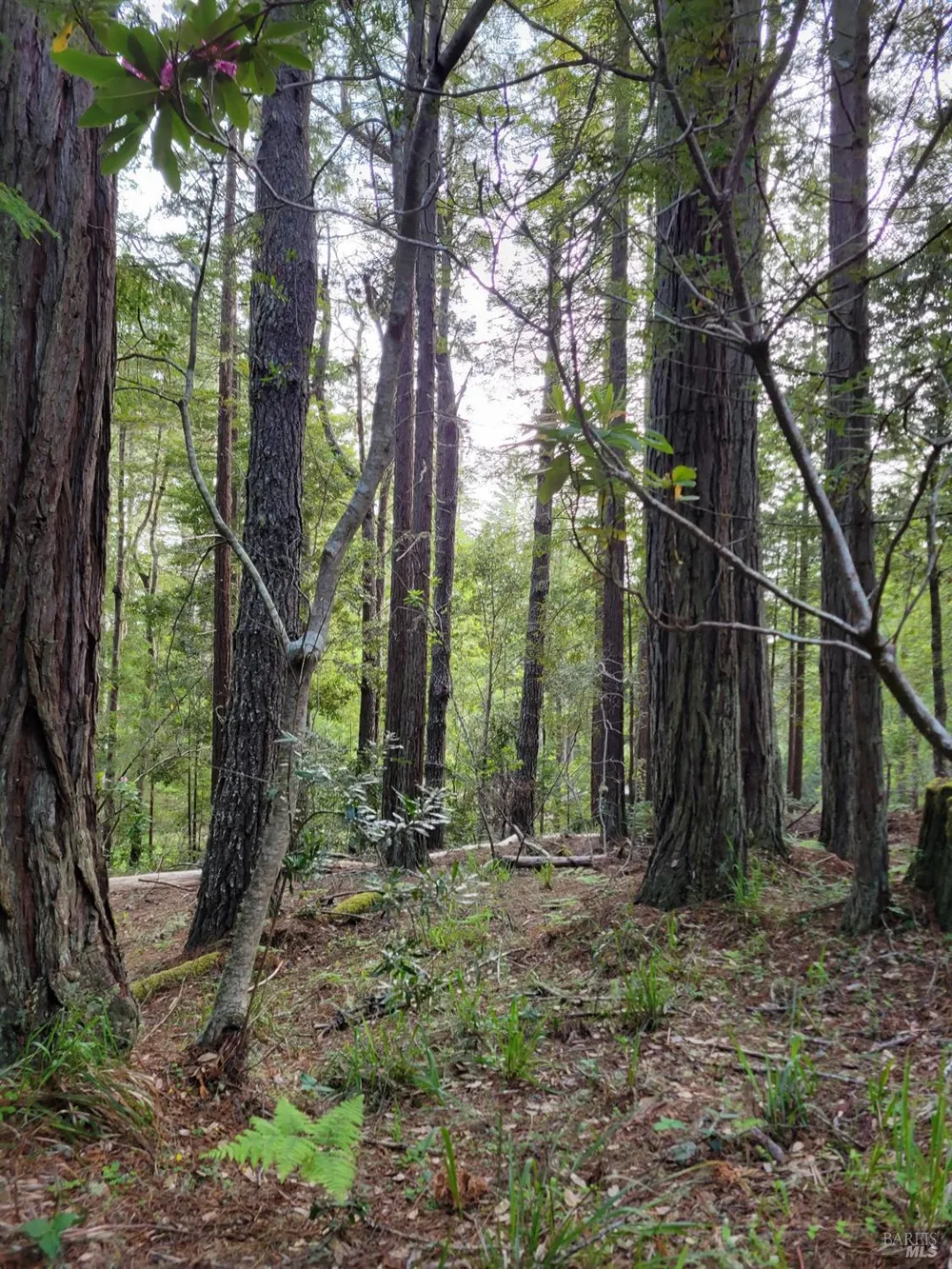 35136 Timber Ridge Road The Sea Ranch, CA 95497