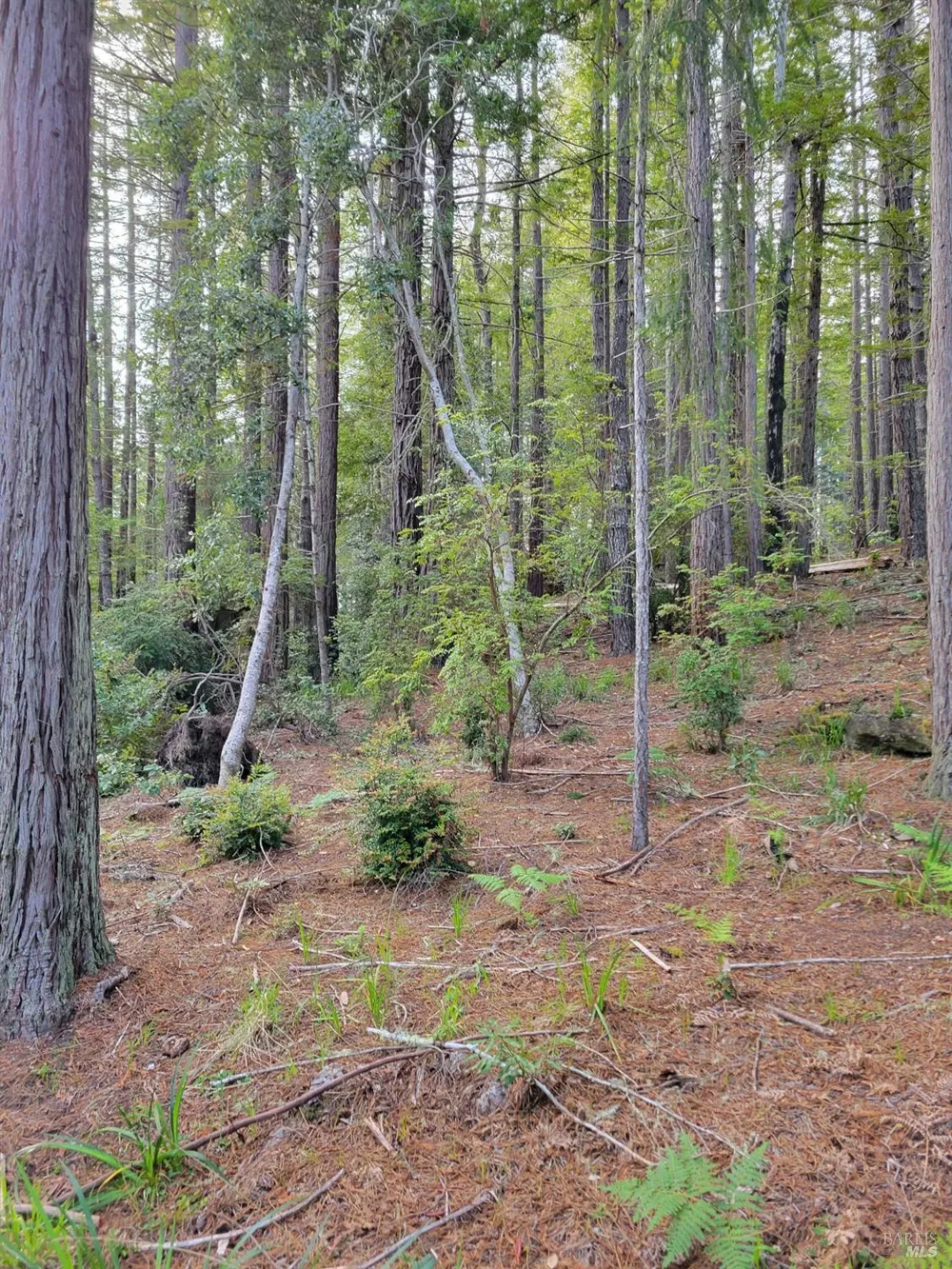 35136 Timber Ridge Road The Sea Ranch, CA 95497