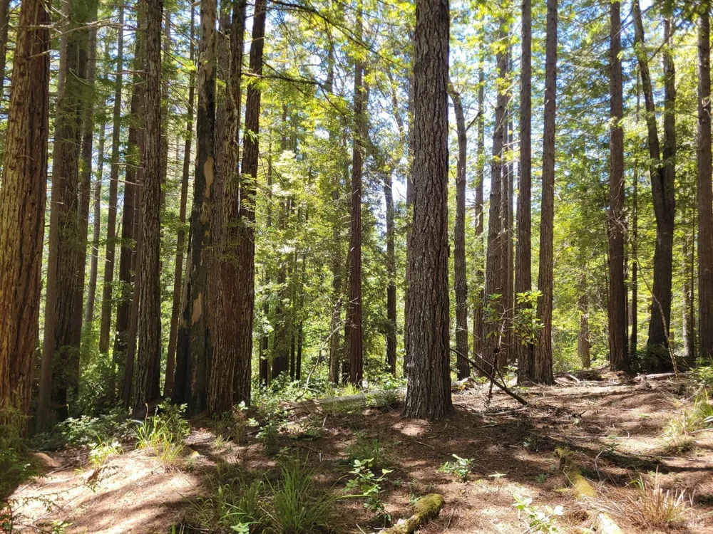 35136 Timber Ridge Road The Sea Ranch, CA 95497