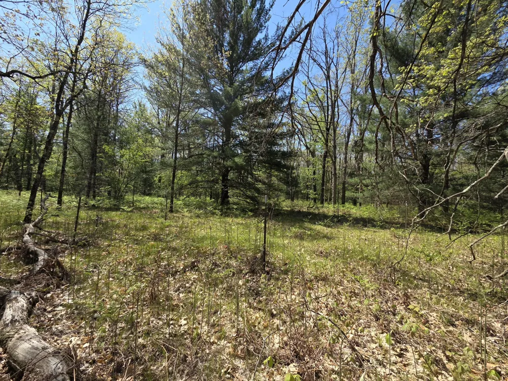 10622 W 7 Mile Road Irons, MI 49644