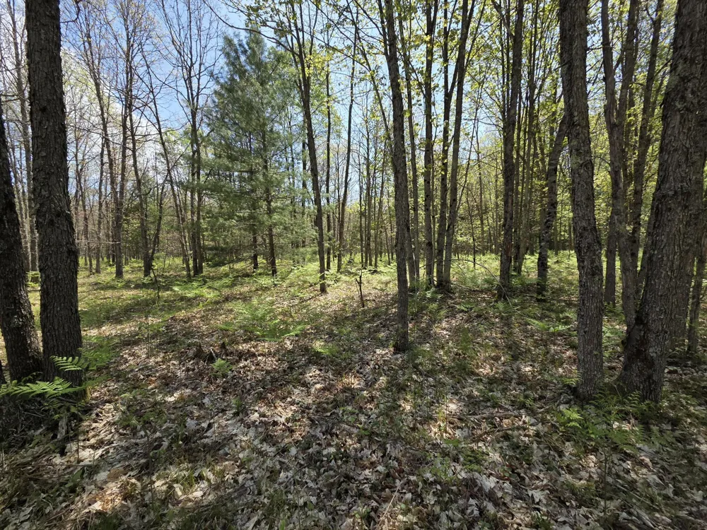10622 W 7 Mile Road Irons, MI 49644
