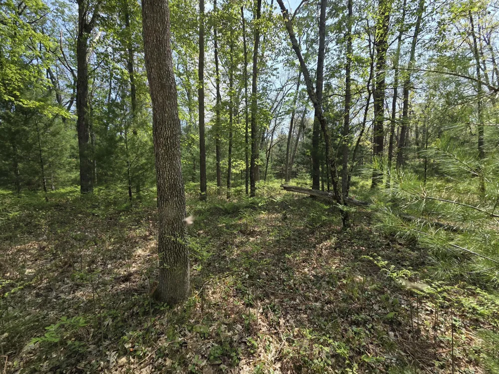 10622 W 7 Mile Road Irons, MI 49644
