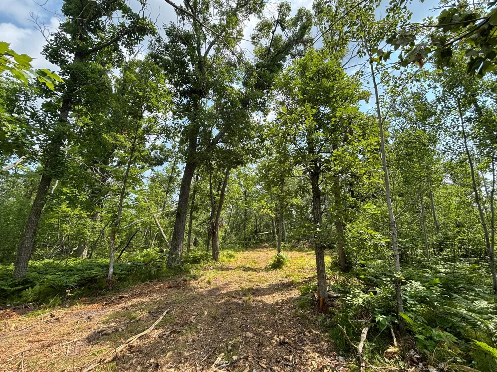 TBD Woodland Hills Drive SE Bemidji, MN 56601