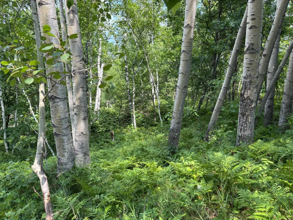 TBD Woodland Hills Drive SE Bemidji, MN 56601