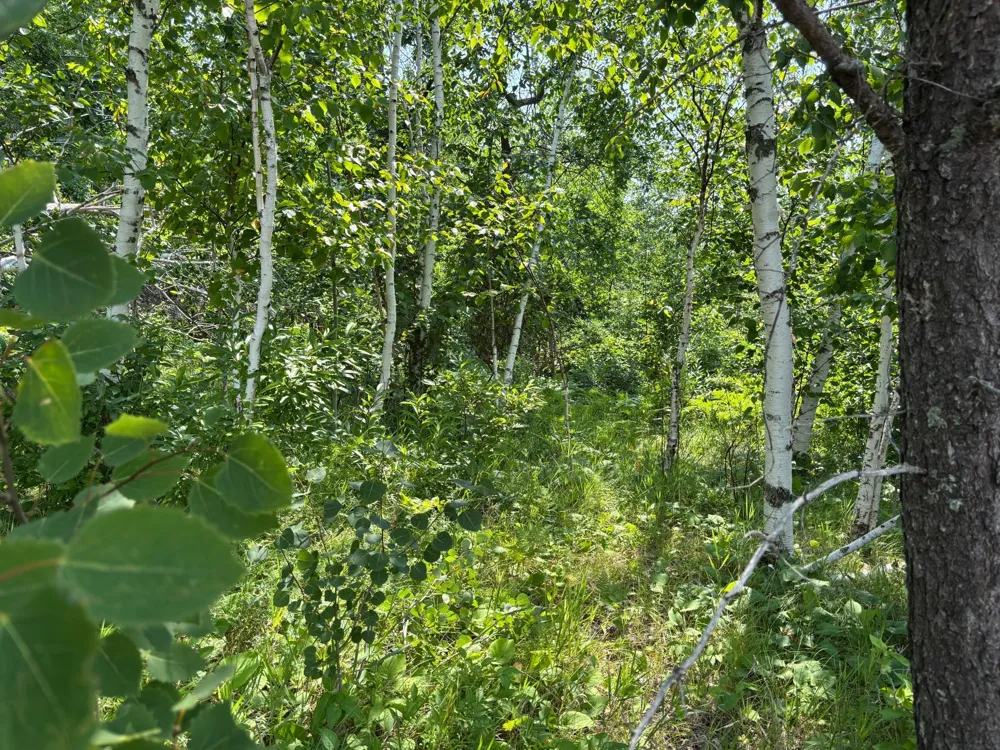 TBD Woodland Hills Drive SE Bemidji, MN 56601