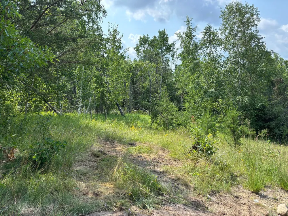 TBD Woodland Hills Drive SE Bemidji, MN 56601