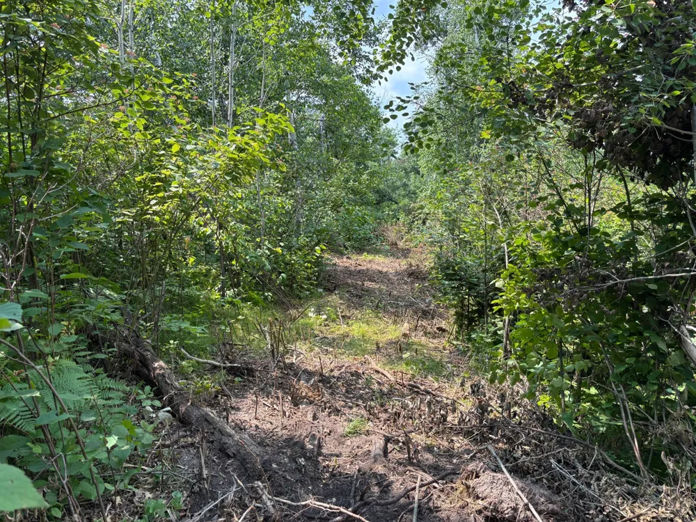 TBD Woodland Hills Drive SE Bemidji, MN 56601