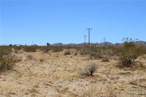 5 Joshua Tree