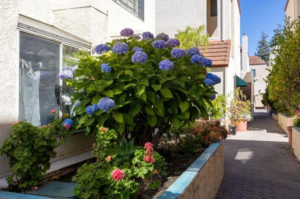 2559 Park Boulevard #M101 Palo Alto, CA 94306