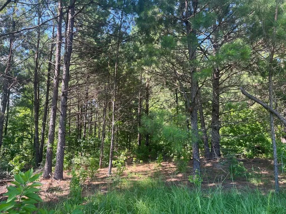 251 Pr 7701 San Augustine, TX 75972