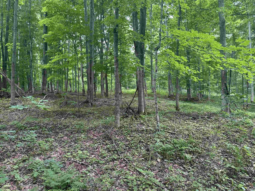 11605 S Tower Kasson Township, MI 49664