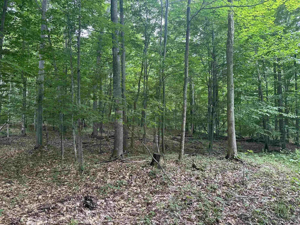 11605 S Tower Kasson Township, MI 49664