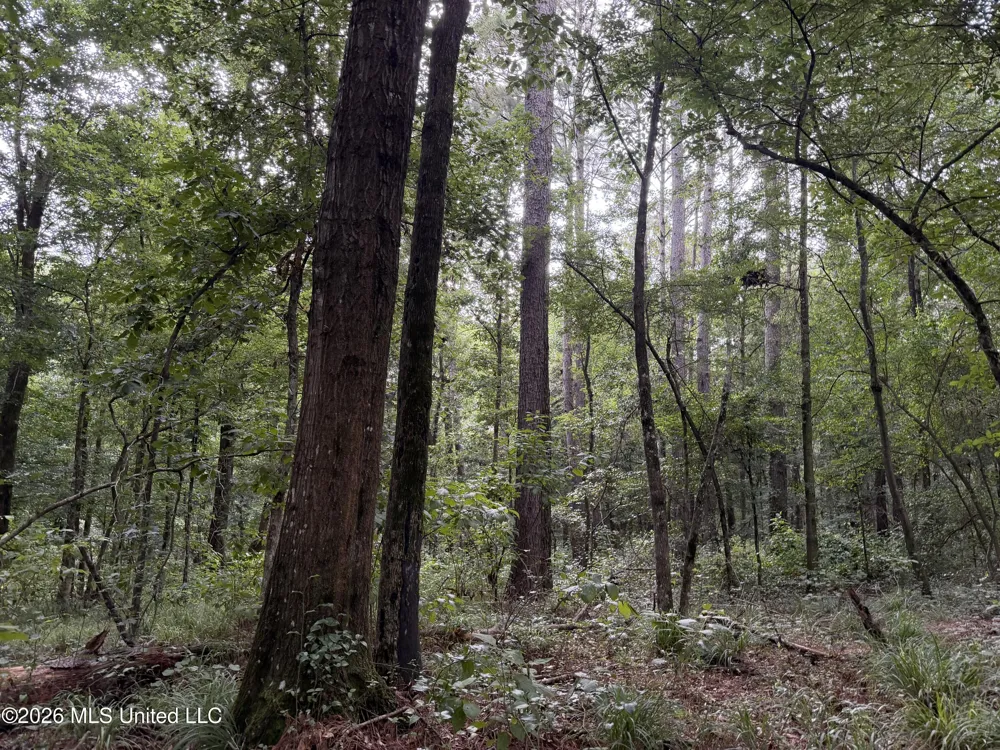 Shiloh Road Pelahatchie, MS 39145