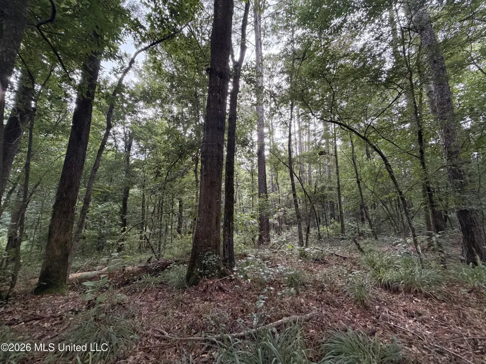Shiloh Road Pelahatchie, MS 39145