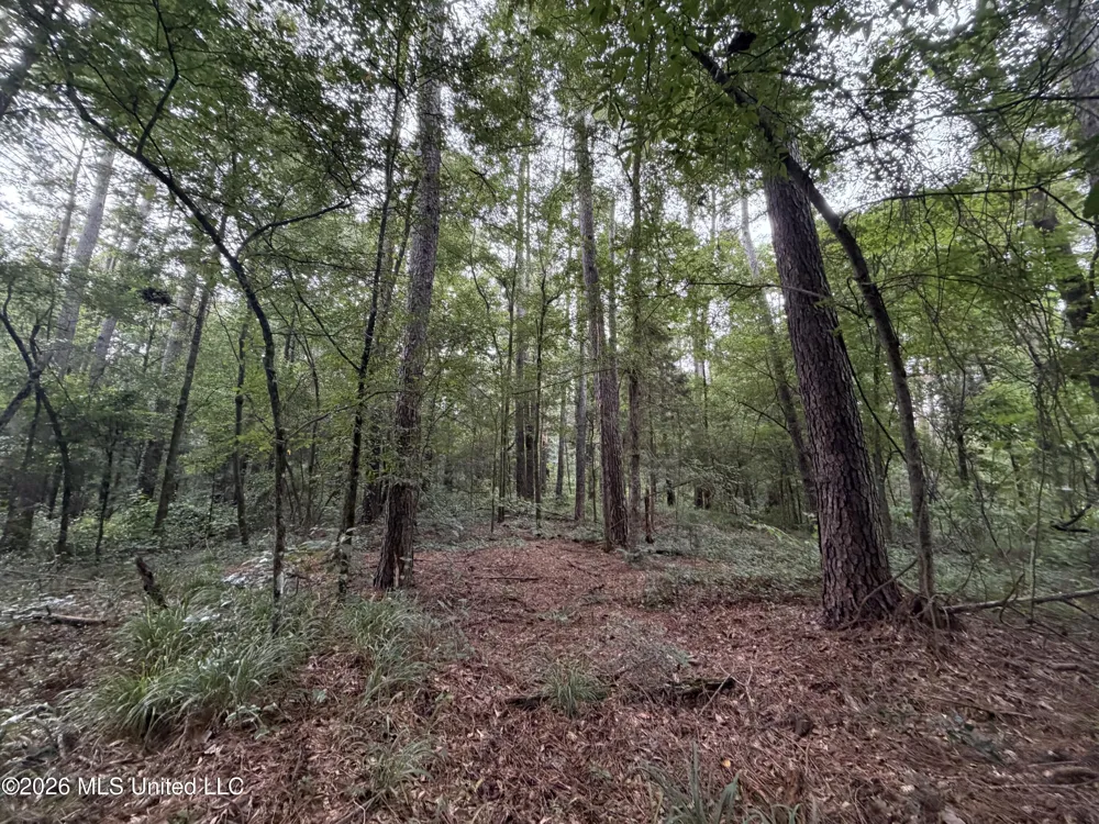 Shiloh Road Pelahatchie, MS 39145
