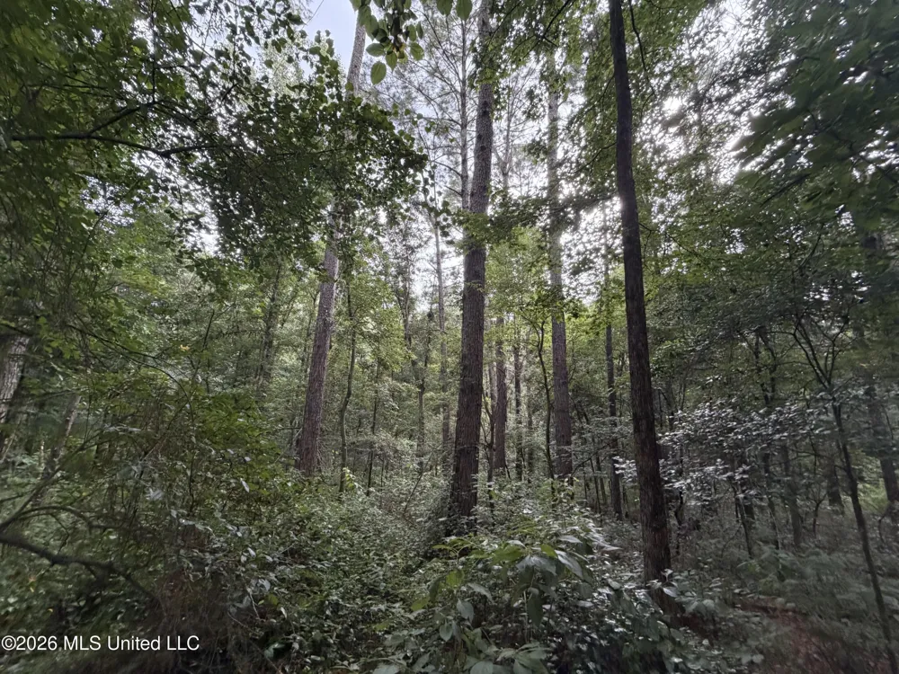 Shiloh Road Pelahatchie, MS 39145