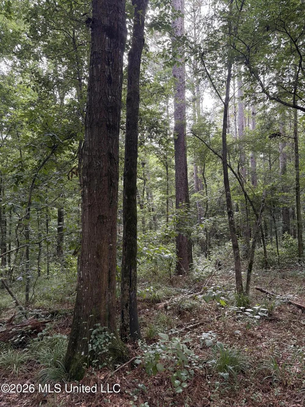 Shiloh Road Pelahatchie, MS 39145
