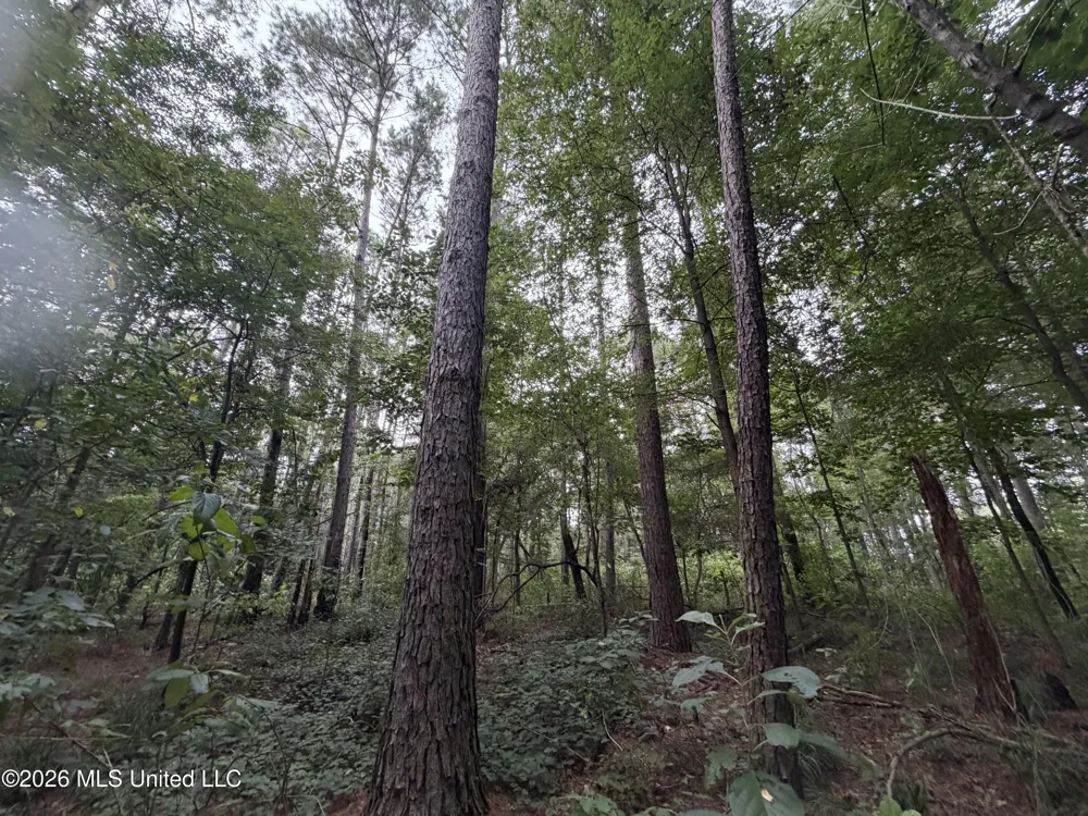 Shiloh Road Pelahatchie, MS 39145