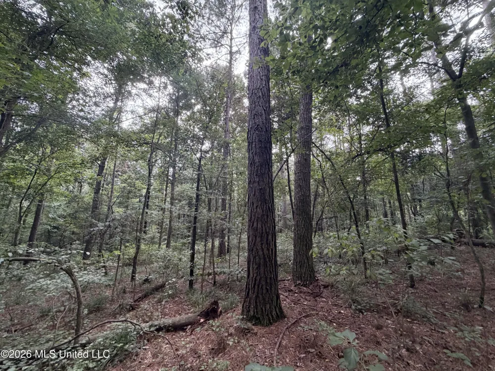 Shiloh Road Pelahatchie, MS 39145