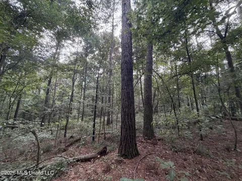 Shiloh Road