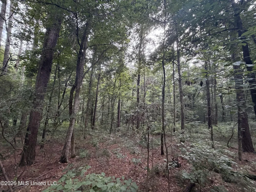 Shiloh Road Pelahatchie, MS 39145
