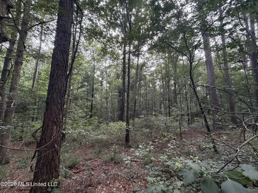 Shiloh Road Pelahatchie, MS 39145
