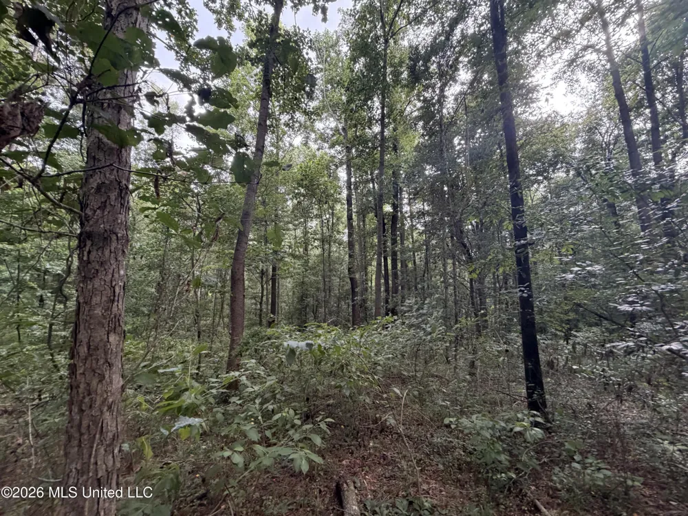 Shiloh Road Pelahatchie, MS 39145