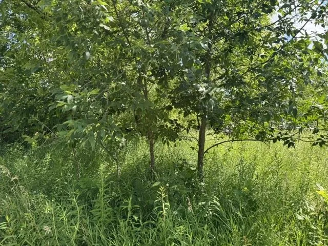2179 Conrad Road Arenac Township, MI 48658