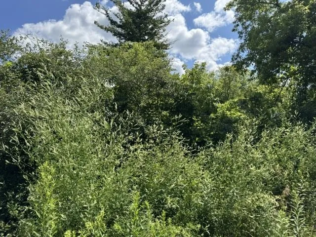 2179 Conrad Road Arenac Township, MI 48658