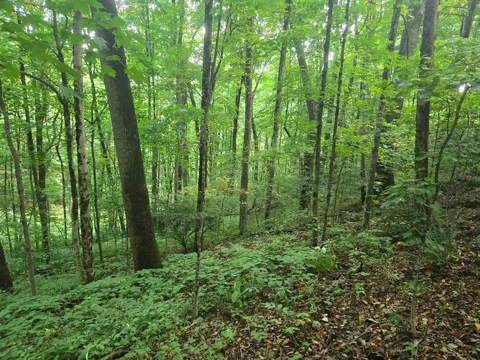 Rosemount Road