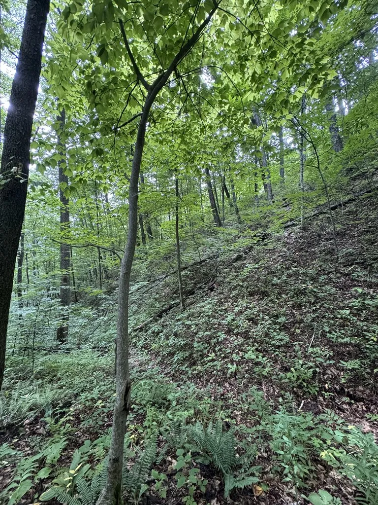 Unahala Creek Rd Bryson City, NC 28713