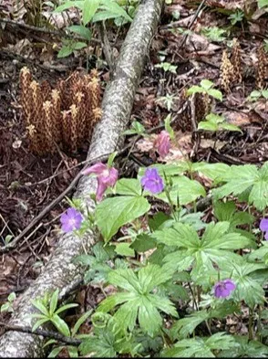 Unahala Creek Rd Bryson City, NC 28713