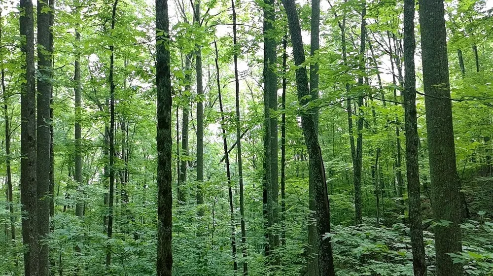 Unahala Creek Rd Bryson City, NC 28713