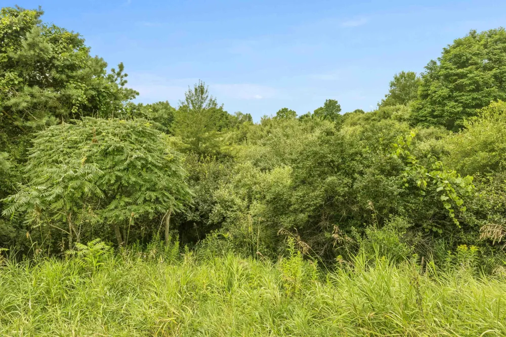 Lake Street Benzonia Township, MI 49616