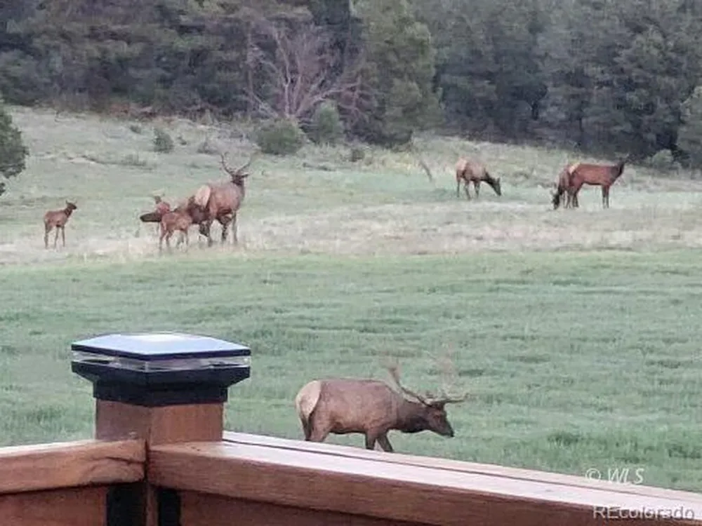1850 Cody Park Road Cotopaxi, CO 81223