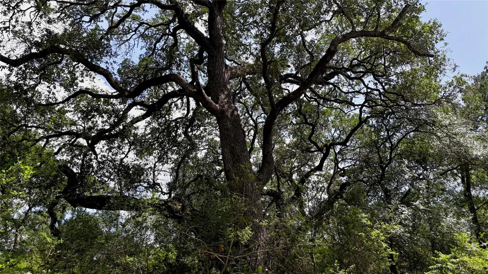Cr 420 Waelder, TX 78959