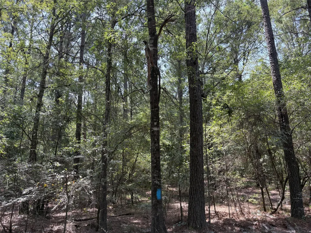Moran Street Haughton, LA 71037