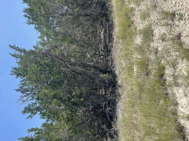 CR 2644 Lometa, TX 76853