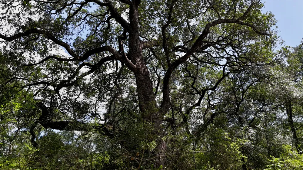 CR 420 Waelder, TX 78959